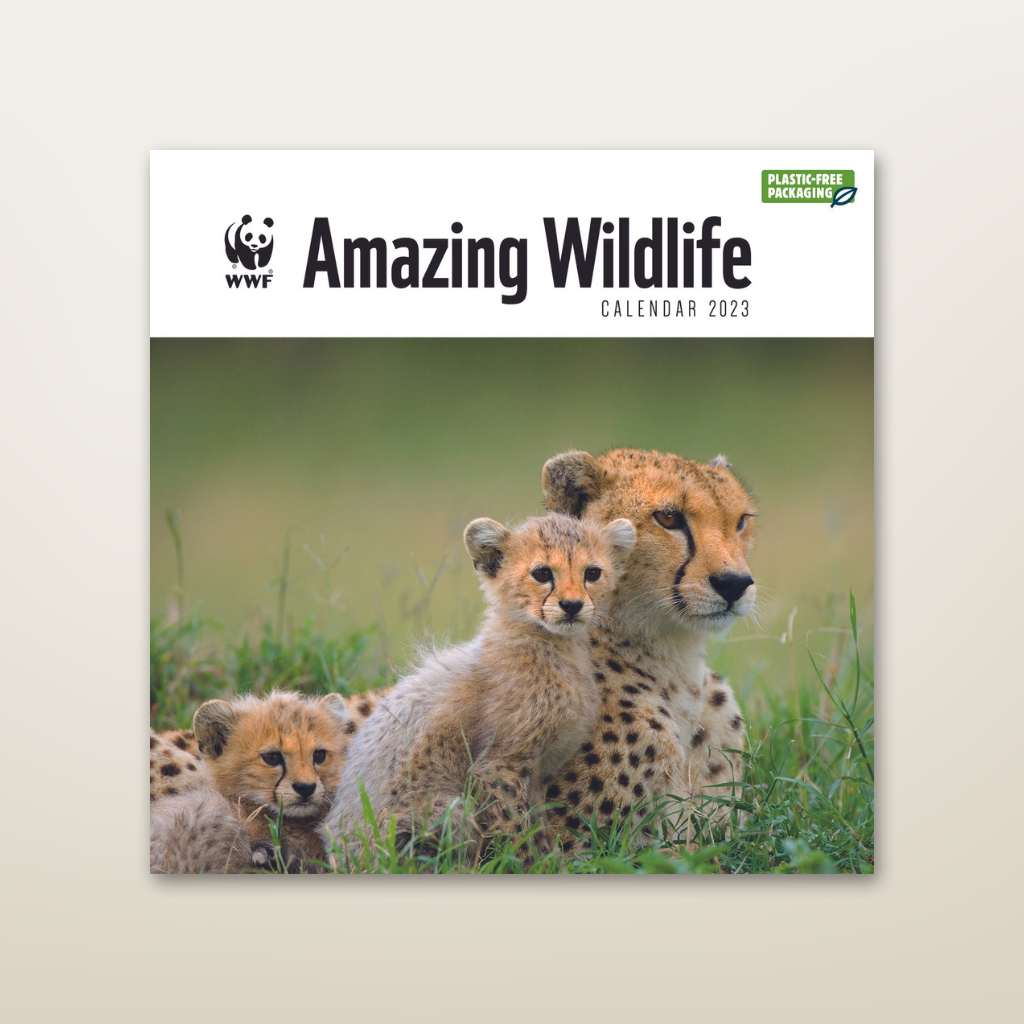 WWF 壁かけカレンダー2023 Amazing Wildlife(セール) – WWFジャパン 