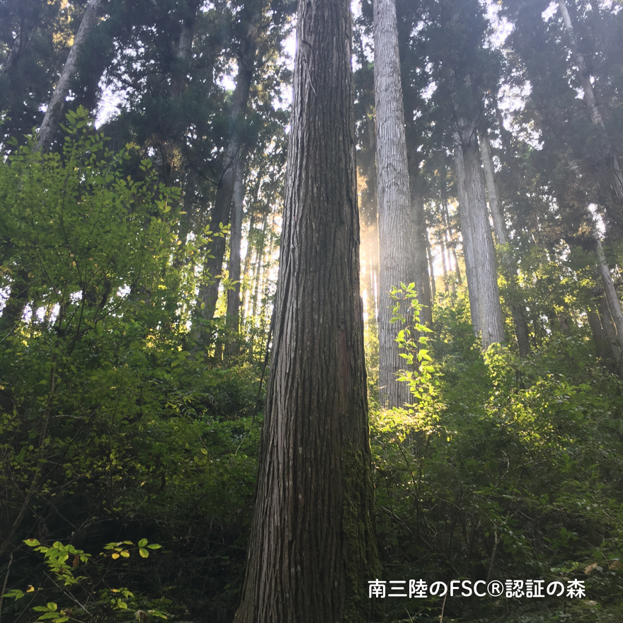 南三陸スギ 本立て 組み立てキット