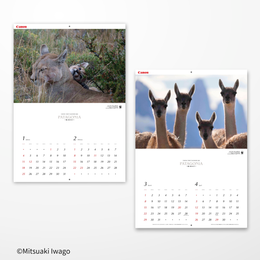 2026 岩合光昭カレンダー