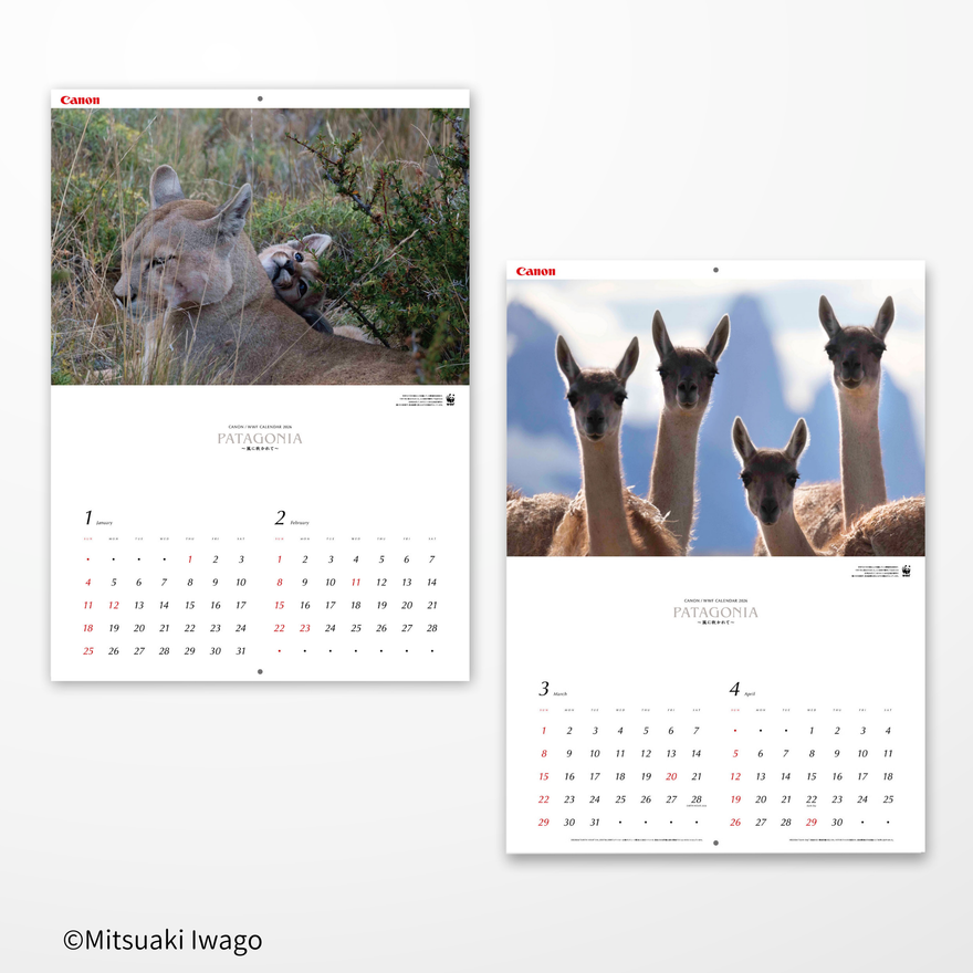 2026 岩合光昭カレンダー