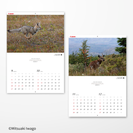 2026 岩合光昭カレンダー