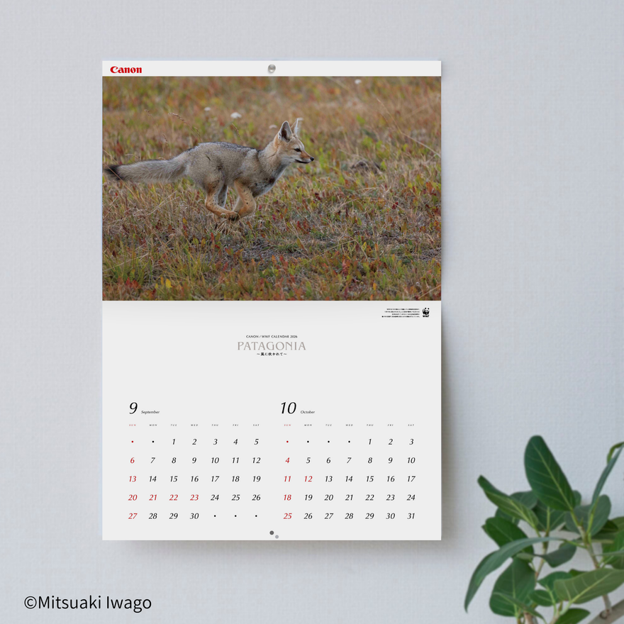 2026 岩合光昭カレンダー