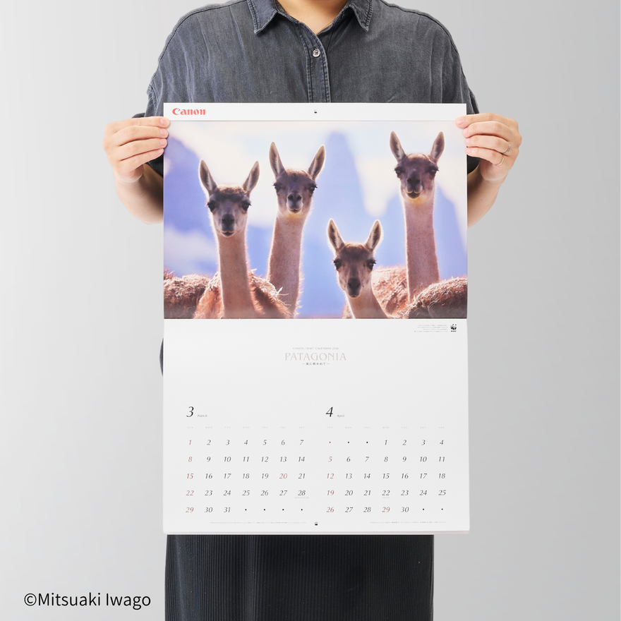 2026 岩合光昭カレンダー – WWFジャパン PANDA SHOP 2026 岩合光昭カレンダー – WWFジャパン PANDA SHOP
