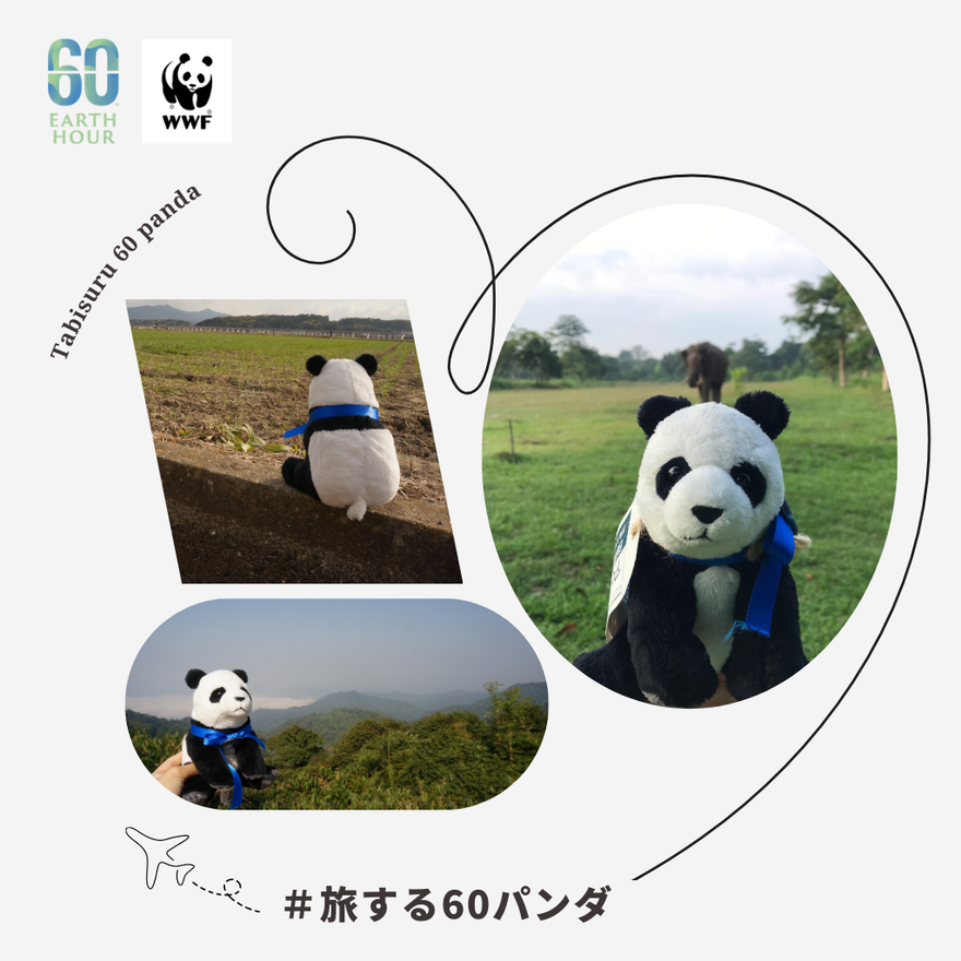 おすわりパンダ – WWFジャパン PANDA SHOP